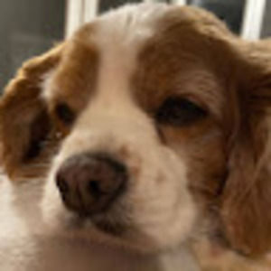 Meet your Posher, Annie